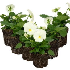 Upright Pansy Delta Pro Clear White | 3 or 6 1L Pots