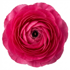 Ranunculus Vortex Hot Pink Persian Buttercup Plants, Spring Flowering, Outdoor Garden Ready, 1 Litre Root-Ball