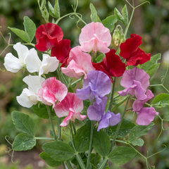 Sweet Pea Spencer Mix, 10.5 cm Rootballs