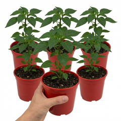 Sweet Pepper Plants - Astor Variety, Ready to Plant in Your Garden