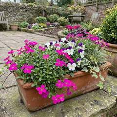 Aubrieta Florado Neon Pink, Ready to Plant in Your Garden, 1L