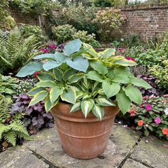 Hosta Growers' Mix Plants, Outdoor Garden Ready Hardy Shade Perennials, 1 Litre Root Ball