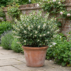 Osmanthus Burkwoodii Plant, Hardy Fragrant Evergreen Hedge Shrub, Garden Ready, Litre Root Ball
