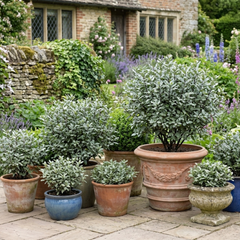 Pittosporum Atlantic Blue, Ready to Plant in Your Garden, 3L Pot