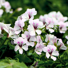 Geranium Tornado White | 3 or 6 1L Pots