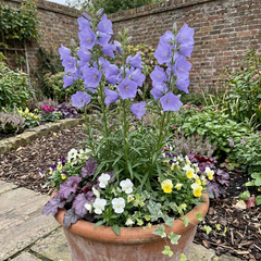 Set of 3 or 6 Campanula Persicifolia Caerulea Hardy Blue Bellflower Plants, Outdoor Garden Ready, 11cm Root-Ball
