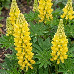 Lupin Legendary Yellow Plants, Hardy Perennial, Summer Flowering, Cottage Garden Ready, 1Ltr Root Ball