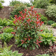 Photinia Louise Plant, Hardy Evergreen Red Leaf Hedge Shrub, Outdoor Garden Ready, 26cm Root Ball