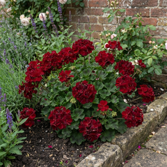 Set of 6 Large Plants-Geranium Calliope Dark Red, Ready To Plant In Your Garden
