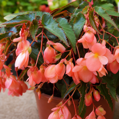 1 Large Plant - Begonia Fragrant Falls Peach, Outdoor Garden Ready, 2L Pot