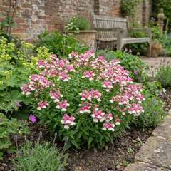 Nemesia Nuvo Pink Bicolour, Ready to Plant in Your Garden