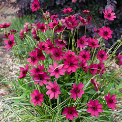 Cosmos Cherry Chocolate | 2L Pot