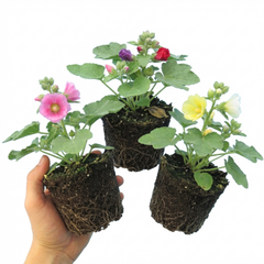 Hollyhock Growers Mix Hardy Cottage Garden Perennial Plants, Bee Friendly, Outdoor Garden Ready, 1 Litre Root-Ball