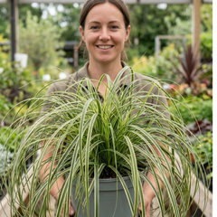 1 Large Plant - Carex Feather Falls, Ready to Plant in Your Garden, 5L Pot