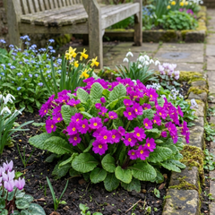 Primrose ‘Queen Neon Violet’ Hardy Perennial Plants, Bee Friendly Spring Flowering, Outdoor Garden Ready, 1 Litre Root-Ball