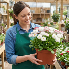 Bellis Habanera White English Daisy Plant, Outdoor Garden Ready, Spring & Autumn Bedding, 2Ltr Root-Ball