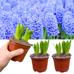 Light Blue Hyacinth | 3 x 1 Litre Pots (9 Flowering Bulbs)