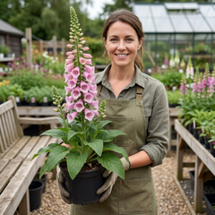 1 Digitalis Hanabee Pink Foxglove Plant, Hardy Perennial for Cottage Garden, 2Ltr Root Ball