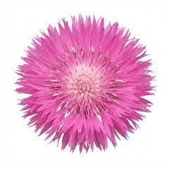 Set of 3 or 6 Centaurea Dealbata Bright Rose Persian Cornflower Plants, Hardy Cottage Garden Perennial, Outdoor Garden Ready, 1 Litre Root-Ball