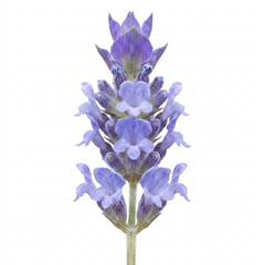 1 Large Plant - Lavender Hidcote Light Blue, Outdoor Garden Ready, 2L Pot