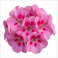 1 Geranium Pretty Little Pink Splash, Summer Flowering Plant, Outdoor Garden Ready, 5 Litre Root-Ball