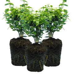 Euonymus Emerald Gold | 3 or 6 1L Pots