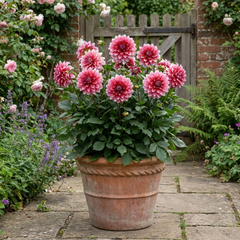 1 Dahlia Maggiore Fun Rose Bicolour Plant, Pink Summer Flowering, Outdoor Garden Ready, 3 Litre Root Ball