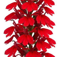 Lobelia Starship Scarlet Upright Hardy Perennial Plants, Summer Bedding, Garden Ready, 1 Litre Root Ball