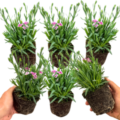 Set 3 or 6 Large Plants - Dianthus Pink Kisses, Ready to Plant in Your Garden