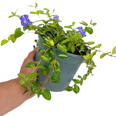 Vinca Minor Illumination | 2L Pot
