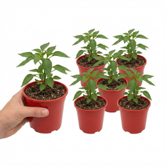 Sweet Pepper Snack Yellow, Ready to Plant in Your Garden