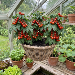 Tomato ‘Consuelo’ Plants, High Yield Sweet Cherry Tomato, Garden Ready Live Vegetable Seedlings, 1L Root Ball