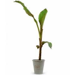 Banana Tree 3L (100–120 cm Tall) in Nursery Pot
