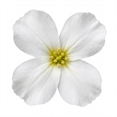 Arabis Aubris White Rockcress Plant, Hardy Alpine Perennial Ground Cover, 2L Root Ball