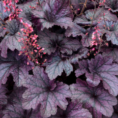 Heuchera Grape Timless | 2L Pot