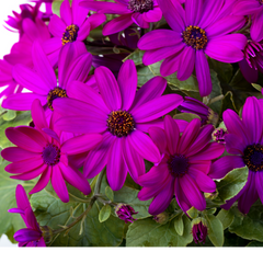 Large Senetti Plant - Pericallis Pop Epic Cerise, Bright Summer Flowering, 6.5 Litre Root-Ball
