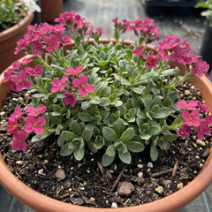 Arabis Aubrieta Deep Rose Plant, Hardy Evergreen Alpine Perennial, 2 Litre Root Ball