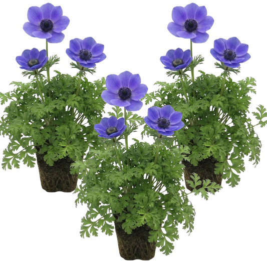 Anemone ‘Harmony Blue’, Ready to Plant in Your Garden
