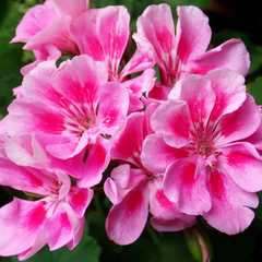 Geranium Toscana Anne | 3 or 6 1L Pots