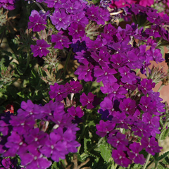 3 Large Plants - Verbena Lanai Up True Blue, Ready to Plant in Your Garden