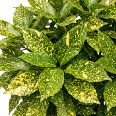 Aucuba Japonica Crotonifolia Spotted Laurel, Hardy Evergreen Garden Shrub, 2 Litre Root-Ball