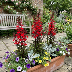 Lobelia Starship Scarlet Upright Hardy Perennial Plants, Summer Bedding, Garden Ready, 1 Litre Root Ball