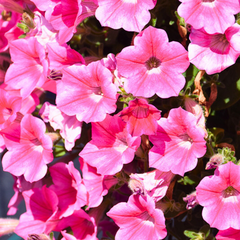 Petunia Dekko Rose Star | 3 or 6 1L Pots
