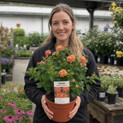 1 Large Plant - Lantana Bandolista Mango, Ready to Plant in Your Garden, 2L Pot