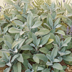 Set of 3 or 6 Large Herb Plants - Sage Grower’s Mix, Ready to Plant in Your Garden, 1L