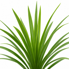 3 Cordyline Australis Plants, Hardy Evergreen, 9cm Pots