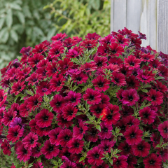 1 Large Plant - Petunia Rimarkable Cherry, Ready to Plant in Your Garden, 2L Pot