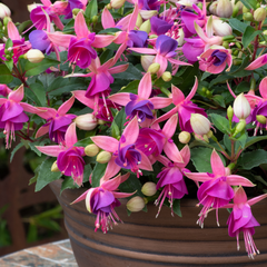 Fuchsia Diva Light Pink and Purple | 3 or 6 1L Pots
