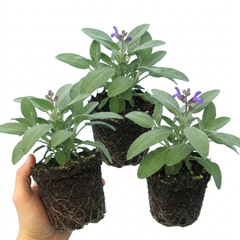 Salvia officinalis ‘Berggarten’ Sage Herb Plants, Hardy Perennial Culinary Herb, Outdoor Garden Ready, 1 Litre Root-Ball
