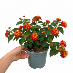 1 Large Plant - Lantana Bandolista Chilli, Ready to Plant in Your Garden, 2L Pot